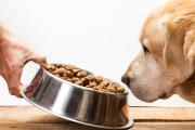 correct materials handling and cooling can turn a potential waste into a valuable pet food ingredient medium