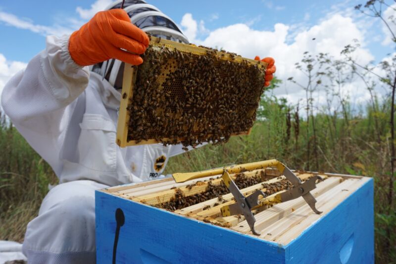 Leading manufacturer creates a buzz  about sustainability with new beehive initiative